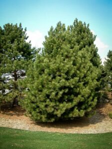 Сосна Чёрная (Pinus Nigra) купить по цене от 270.00р. в интернет-магазине «Посадика» с доставкой почтой в в Северобайкальске и по всей России – [изображение №1].