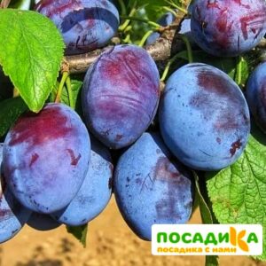 Слива Чачакская ранняя купить по цене от 229.00р. в интернет-магазине «Посадика» с доставкой почтой в в Северобайкальске и по всей России – [изображение №1].