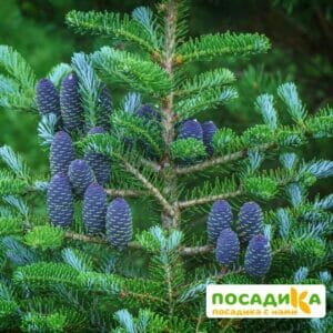 Пихта корейская (Abies koreana) купить по цене от 450.00р. в интернет-магазине «Посадика» с доставкой почтой в в Северобайкальске и по всей России – [изображение №1].