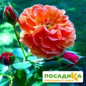 Роза Арабия купить по цене от 350.00р. в интернет-магазине «Посадика» с доставкой почтой в в Северобайкальске и по всей России – [изображение №1].