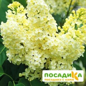 Сирень Примроуз (Primrose) купить по цене от 529.00р. в интернет-магазине «Посадика» с доставкой почтой в в Северобайкальске и по всей России – [изображение №1].