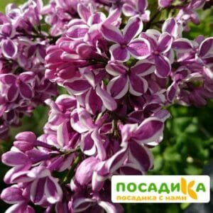 Сирень Сенсация купить по цене от 529.00р. в интернет-магазине «Посадика» с доставкой почтой в в Северобайкальске и по всей России – [изображение №1].