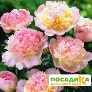 Пион Распберри Сандей (Paeonia Raspberry Sundae) купить по цене от 959р. в интернет-магазине «Посадика» с доставкой почтой в в Северобайкальске и по всей России – [изображение №1].