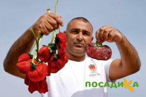 Клубника Гигант Джорнея купить по цене от 266р. в интернет-магазине «Посадика» с доставкой почтой в в Северобайкальске и по всей России – [изображение №1].