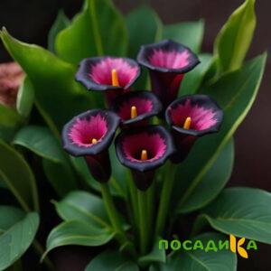 Калла Аура Лейс купить по цене от 400р. в интернет-магазине «Посадика» с доставкой почтой в в Северобайкальске и по всей России – [изображение №1].