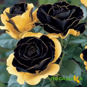 Роза Ханни Сикл купить по цене от 700р. в интернет-магазине «Посадика» с доставкой почтой в в Северобайкальске и по всей России – [изображение №1].