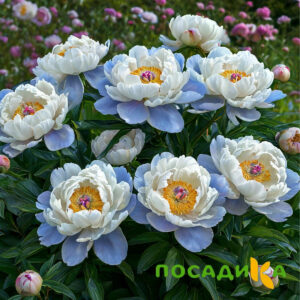 Пион акварельный Этюд купить по цене от 806р. в интернет-магазине «Посадика» с доставкой почтой в в Северобайкальске и по всей России – [изображение №1].