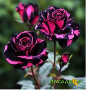 Роза Багровый Шепот купить по цене от 366р. в интернет-магазине «Посадика» с доставкой почтой в в Северобайкальске и по всей России – [изображение №1].