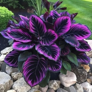 Хоста Люминоза купить по цене от 450р. в интернет-магазине «Посадика» с доставкой почтой в в Северобайкальске и по всей России – [изображение №1].