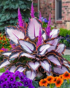 Хоста Кримэн Дрим купить по цене от 549р. в интернет-магазине «Посадика» с доставкой почтой в в Северобайкальске и по всей России – [изображение №1].