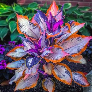 Хоста Эмеральд Тиара купить по цене от 602р. в интернет-магазине «Посадика» с доставкой почтой в в Северобайкальске и по всей России – [изображение №1].