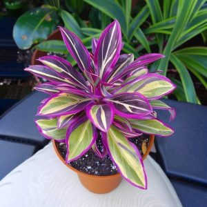 Хоста Сильвер Стик купить по цене от 650р. в интернет-магазине «Посадика» с доставкой почтой в в Северобайкальске и по всей России – [изображение №1].