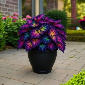 Хоста Фрости Блю купить по цене от 389р. в интернет-магазине «Посадика» с доставкой почтой в в Северобайкальске и по всей России – [изображение №1].