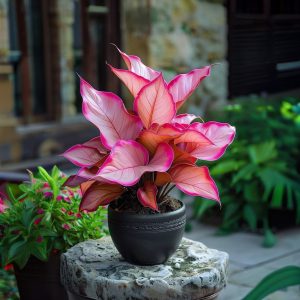 Хоста Розовая Симфония купить по цене от 800р. в интернет-магазине «Посадика» с доставкой почтой в в Северобайкальске и по всей России – [изображение №1].