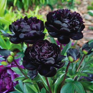 Пион Королевский Бархат купить по цене от 419р. в интернет-магазине «Посадика» с доставкой почтой в в Северобайкальске и по всей России – [изображение №1].