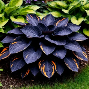 Хоста Умбра купить по цене от 349р. в интернет-магазине «Посадика» с доставкой почтой в в Северобайкальске и по всей России – [изображение №1].