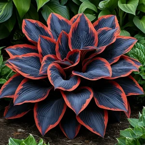 Хоста Солнечный Агат купить по цене от 440р. в интернет-магазине «Посадика» с доставкой почтой в в Северобайкальске и по всей России – [изображение №1].