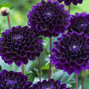 Георгин Анно Домини купить по цене от 255р. в интернет-магазине «Посадика» с доставкой почтой в в Северобайкальске и по всей России – [изображение №1].