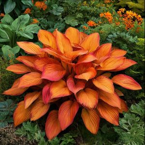 Хоста Солнечный Нектар купить по цене от 605р. в интернет-магазине «Посадика» с доставкой почтой в в Северобайкальске и по всей России – [изображение №1].