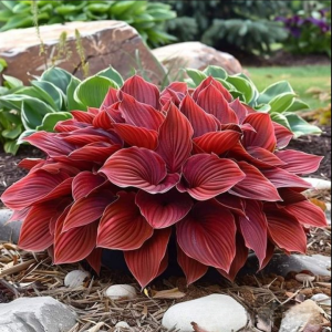 Хоста Малыш Шедевр купить по цене от 421р. в интернет-магазине «Посадика» с доставкой почтой в в Северобайкальске и по всей России – [изображение №1].