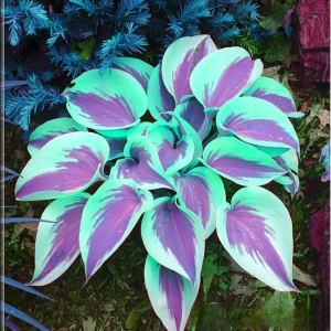 Хоста Висперин Бьюти купить по цене от 379р. в интернет-магазине «Посадика» с доставкой почтой в в Северобайкальске и по всей России – [изображение №1].