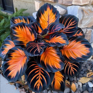 Хоста Сикрет Форест купить по цене от 601р. в интернет-магазине «Посадика» с доставкой почтой в в Северобайкальске и по всей России – [изображение №1].