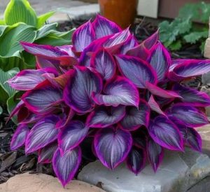 Хоста Сикрет Гарденс купить по цене от 549р. в интернет-магазине «Посадика» с доставкой почтой в в Северобайкальске и по всей России – [изображение №1].