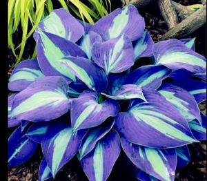 Хоста Аурелия купить по цене от 450р. в интернет-магазине «Посадика» с доставкой почтой в в Северобайкальске и по всей России – [изображение №1].